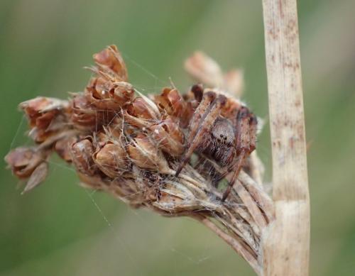 Agalenatea redii